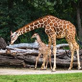 Fort Worth Zoo