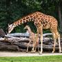 Fort Worth Zoo