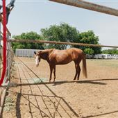 4Hearts Ranch