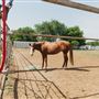 4Hearts Ranch