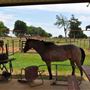 Diamond A Bar Ranch