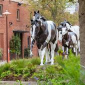 Mule Alley