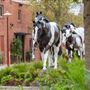 Mule Alley