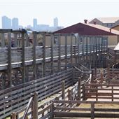 Cattlemen's Catwalk