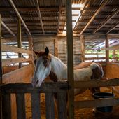 Benbrook Stables
