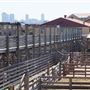 Cattlemen's Catwalk