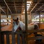 Benbrook Stables