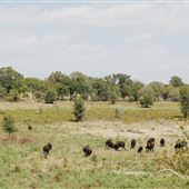 Fort Worth Nature Center & Refuge
